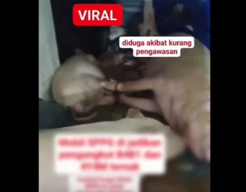 Video Viral, Mobil Makanan Bergizi Stiker SPPG Malah Angkut Babi di Nisel
