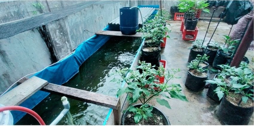 Pemilik Toko Harapan Jaya Sulap Lahan Kosong Jadi Lahan Pertanian dan Perikanan