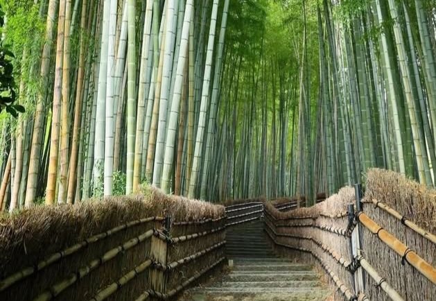 Konyol! Turis Malaysia Rusak Keindahan Hutan Bambu Arashiyama