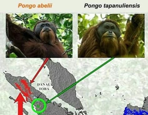 Mati karena Bencana di Sumut, Orangutan Tapanuli Makin Rawan