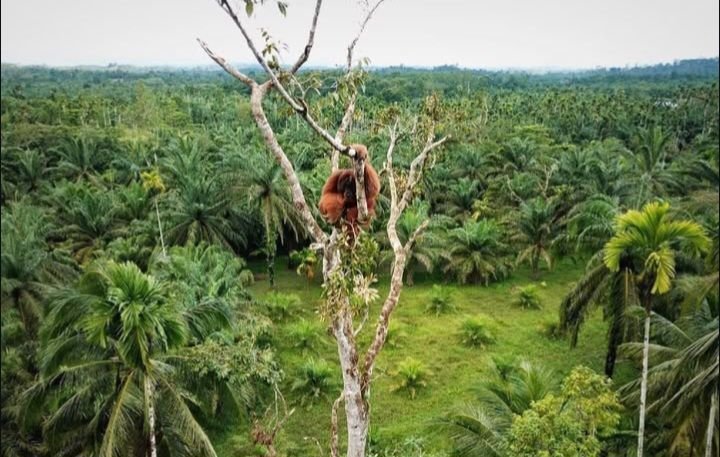 Efek Bencana di Aceh, Stasiun Penelitian Orangutan Ketambe Tutup