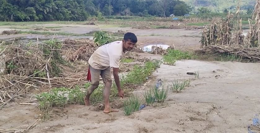 Petani Tapanuli Utara Harapkan Pemulihan Persawahan Tertimbun