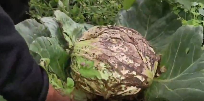 Cuaca Ekstrim Petani di Dairi Gagal Panen