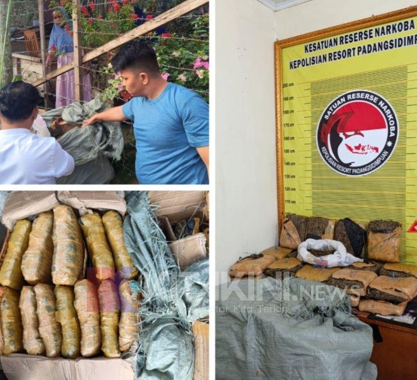 Polres Sidimpuan Temukan 24 Bal Ganja Kering Siap Edar di Kampung Darek