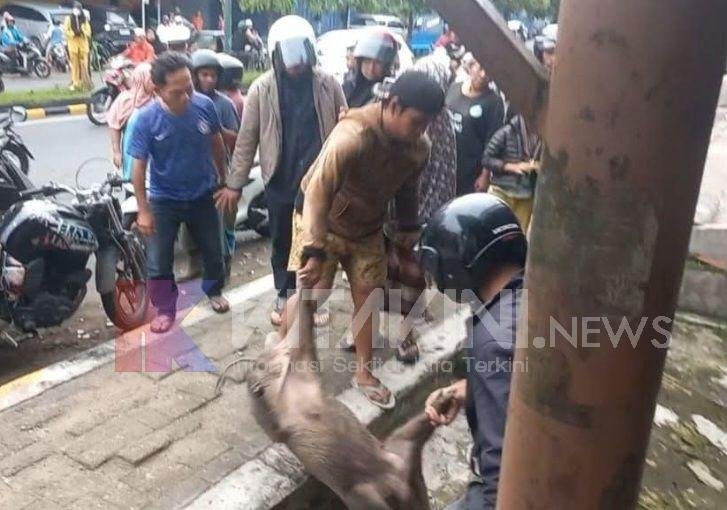 Masuk Inti Kota, Babi Hutan Buat Warga Sidimpuan Geger