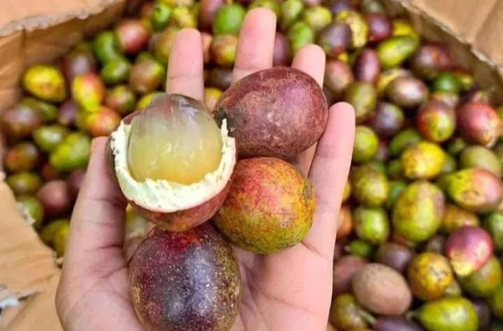 Tiga Buah Khas Papua yang Eksis tapi Jarang Terekspos, Pernah Coba?